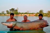 Giant Snakehead