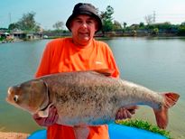 Thai Fish Species - Chinese Bighead Carp