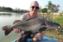 Thai Fish Species - Chinese Highfin Catfish