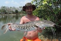 Thai Fish Species - Barred Sorubim