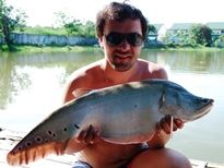 Thai Fish Species - Clown Featherback