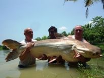 Thai Fish Species - Mekong Catfish