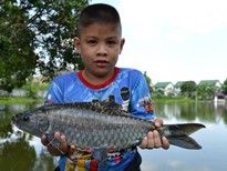 Thai Fish Species - Blue Mahseer