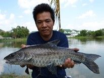 Thai Fish Species - Blue Mahseer