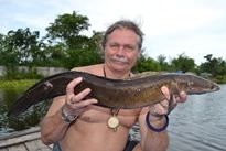 Thai Fish Species - Cobra Snakehead