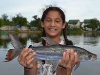 Thai Fish Species - Goliath Tigerfish