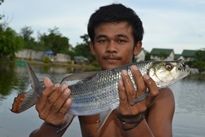 Thai Fish Species - Goliath Tigerfish