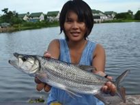 Thai Fish Species - Goliath Tigerfish