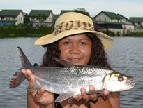 Thai Fish Species - Goliath Tigerfish