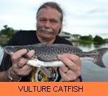 Thai Fish Species - Vulture Catfish