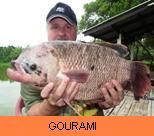 Photo Gallery - Giant Gourami
