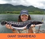 Thai Fish Species - Giant Snakehead