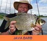 Thai Fish Species - Java Barb