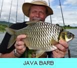 Khao Laem Dam Gallery - Java Barb