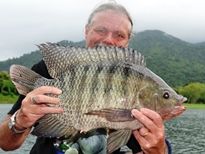 Tilapia