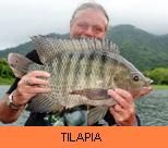 Thai Fish Species - Tilapia