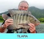 Khao Laem Dam Gallery - Tilapia