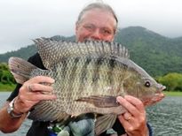 Thai Fish Species - Tilapia