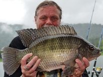 Thai Fish Species - Tilapia