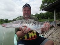 Thai Fish Species - Barred Sorubim