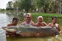Arapaima