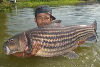 Juliens Golden Price Carp