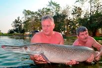 Alligator Gar