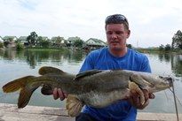 Thai Fish Species - Salween Catfish