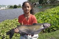 Thai Fish Species - Blue Channel Catfish