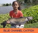 Thai Fish Species - Blue Channel Catfish