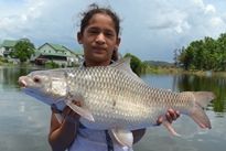 Thai Fish Species - Mrigal