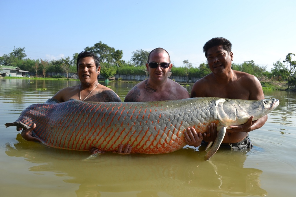 Arapaima - James Rawle