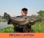 Thai Fish Species - Ripsaw Catfish
