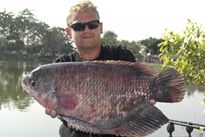 Thai Fish Species - Elephant Ear Gourami
