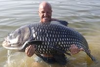 Rohu (Indian Carp)