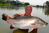 Thai Fish Species - Barramundi