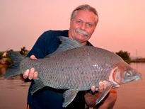 Thai Fish Species - Bearded Labeo