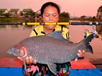 Thai Fish Species - Bearded Labeo
