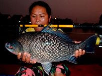 Thai Fish Species - Bony Lipped Barb