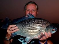 Thai Fish Species - Bony Lipped Barb