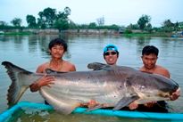 Giant Snakehead