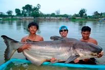 Thai Fish Species - Mekong Catfish