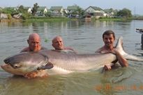 Thai Fish Species - Mekong Catfish