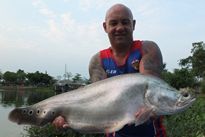 Thai Fish Species - Spotted Featherback