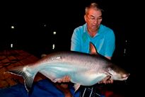 Thai Fish Species - Thai Catfish Shark