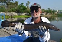 Thai Fish Species - Cobra Snakehead