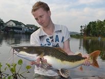 Thai Fish Species - Leopard Catfish
