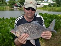 Thai Fish Species - Bony Lipped Barb