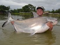 Thai Fish Species - Chao Phraya Catfish