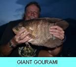 Khao Laem Dam Gallery - Gourami